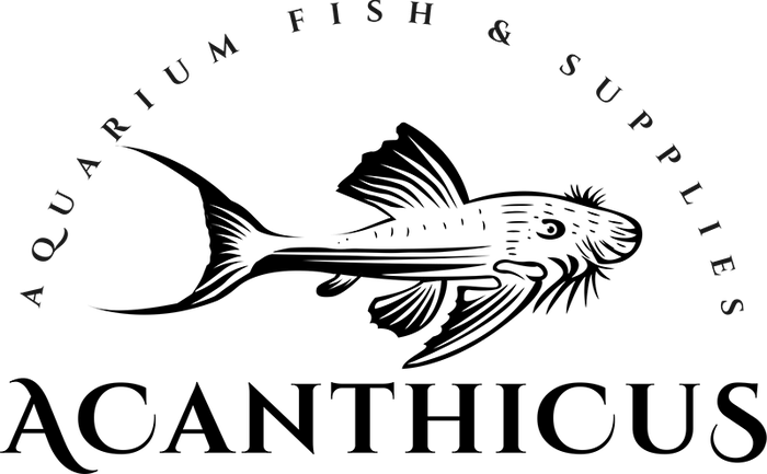 Acanthicus logo